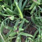 Carpobrotus glaucescens Leaf