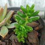 Sedum × rubrotinctumLeaf