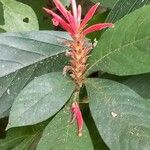 Aphelandra scabra Flower