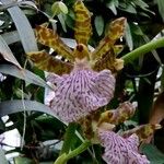Zygopetalum maculatum Flower