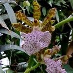 Zygopetalum maculatum Цветок