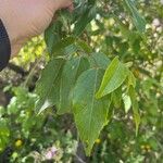 Aristotelia chilensis Blad