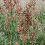 Rumex thyrsiflorus Цветок