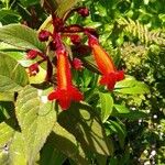 Kohleria spicata Květ