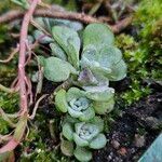 Sedum spathulifolium برگ