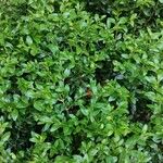 Buxus sinica Hábito