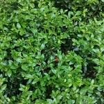 Buxus sinica Elinympäristö