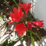 Cyrtanthus elatus Flower