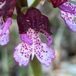 Orchis purpurea Blüte