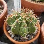 Melocactus matanzanus 葉