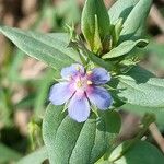 Lysimachia foemina Fiore