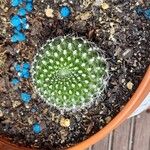 Rebutia minuscula Leaf