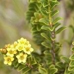 Cloezia buxifolia Cvet