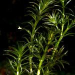 Hydrilla verticillata Leaf