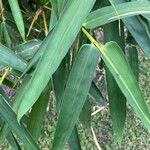 Thysanolaena latifolia Leaf