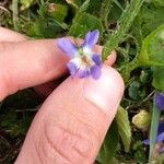 Viola suavis Flower