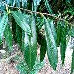 Sarcococca hookeriana Leaf