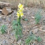 Linaria vulgarisЦвят