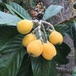 Eriobotrya japonica Frukt