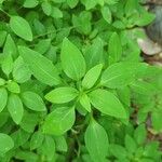 Alstroemeria psittacina Leaf