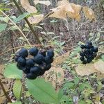 Smilax herbacea ഫലം