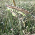 Bouteloua gracilis Ffrwyth