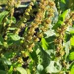 Rumex obtusifoliusFlower