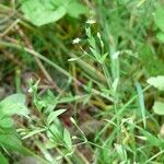 Stellaria alsine Flors