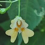 Impatiens parviflora Blüte