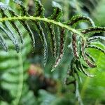 Blechnum maximum ഫലം