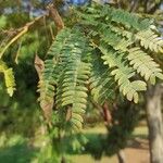 Albizia julibrissin Durazz.ഇല