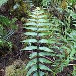 Asplenium nitens Hoja