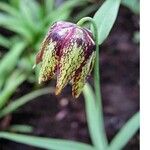 Fritillaria dagana Flor