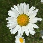 Anthemis cotula Flor