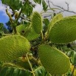 Caesalpinia bonduc Vrucht