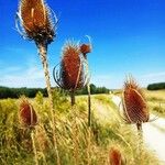 Dipsacus sativus Fruchs