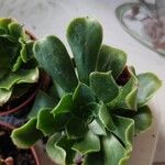 Aeonium castello-paivae 葉