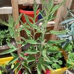Kalanchoe daigremontiana ഇല