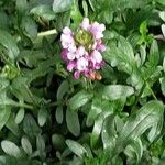 Prunella grandiflora 葉