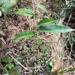 Lasiacis ruscifolia Fruto