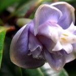 Psychotria urbaniana Flower