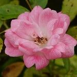 Rosa multiflora Flower