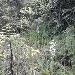 Platanthera bifoliaFlor