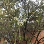Baeckea linifolia Blomst