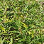 Buddleja alternifolia Folla