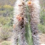 Lophocereus schottii