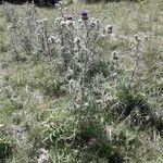 Cirsium eriophorum عادت داشتن