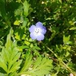 Nemophila phacelioides Цвят