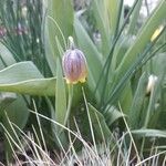 Fritillaria michailovskyi Flower