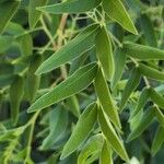 Glycyrrhiza glabra برگ